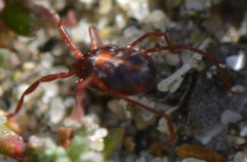 Erythraeus sp.